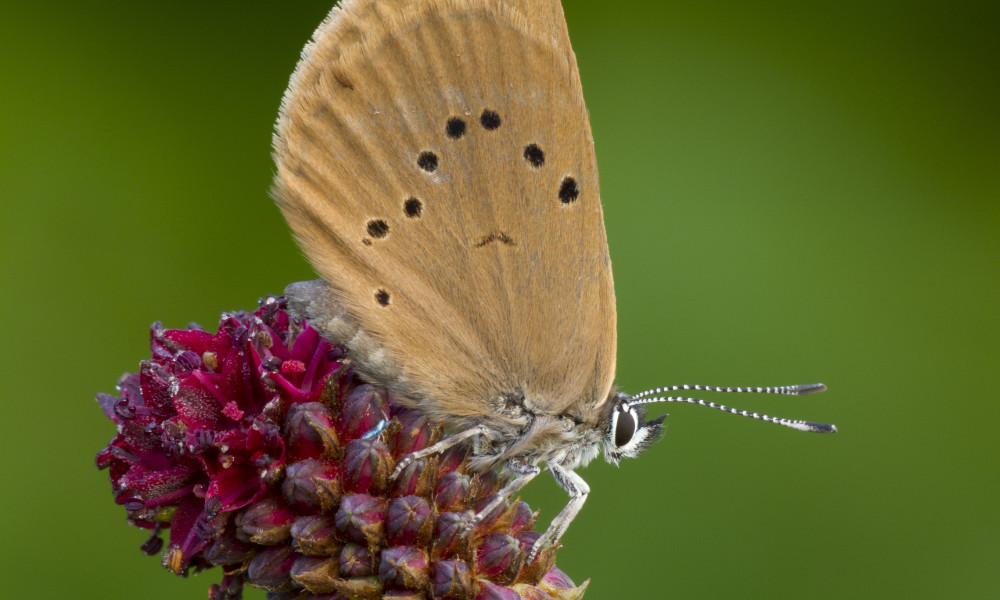 Ein cremeweißer Schmetterling mit schwarzen Punkten auf den Flügeln sitzt auf einer roten Blüte vor grünem Hintergrund.